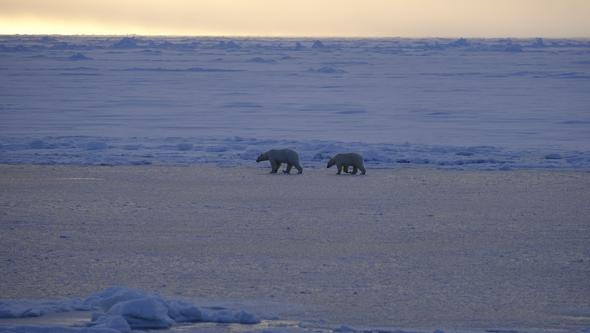 Bild av isbjörnar tagen under ECR programmet